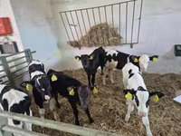 ثور, Russian Black pied cattle — الصورة 2