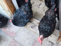 Australian Pit Game fowl — photo 2