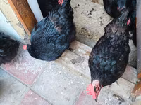 Australorp — fotografija 2