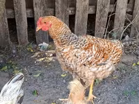 Chickens — Foto 3
