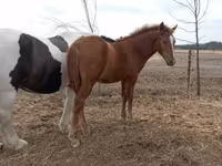 母马, Horses — 照片 1