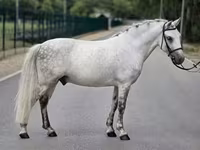 雄馬, Falabella — 写真 3