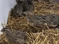 Quails — photo 4