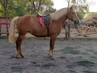 घोड़ी, Haflinger — फ़ोटो 4