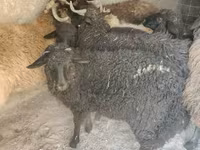 Widder, Tsigai sheep — Foto 3