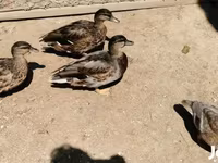 Ducks — الصورة 3