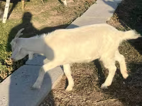 Echki, Saanen goat — 2-rasm