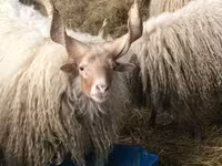 Schaf, Racka sheep — Foto 1