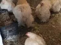 Chickens — الصورة 1