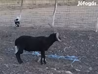 كبش, Shetland sheep — الصورة 7