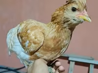 Chickens — fotografija 4