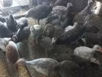 Guinea fowl — Foto 3