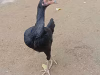 Chickens — fotografija 3