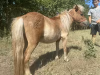 Koń, Indian half-bred — zdjęcie 6