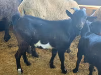 Kozioł, Dutch Landrace goats — zdjęcie 6