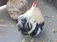 Pekin Bantam — zdjęcie 2