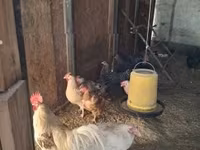 Chickens — fotografija 1