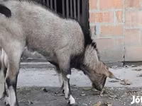 Cabro, Nubian Goat — foto 2