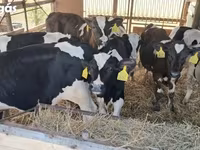ثور, Simmental cattle — الصورة 3
