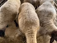 Oveja, White Suffolk sheep — foto 4