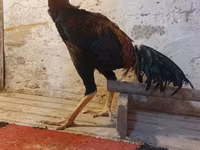 Chickens — fotografija 6