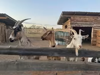 Goat, Goats — photo 1