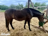 Caballo, Lipizzaner — foto 4