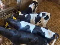 公牛, Russian Black pied cattle — 照片 2