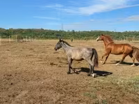 公马, Horses — 照片 5