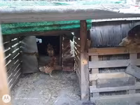 Chickens — zdjęcie 3