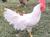Leghorn — fotografija 3