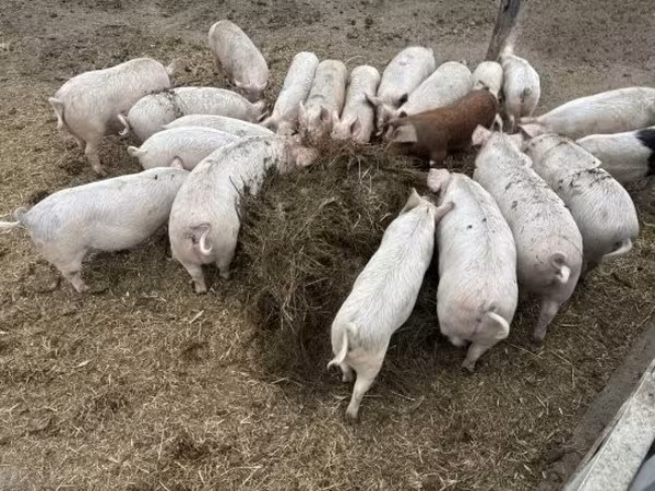 Porca, Porcos
