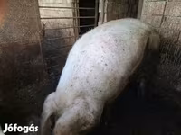 Cerdos (lote, sexo no especificado), Cerdos — foto 3