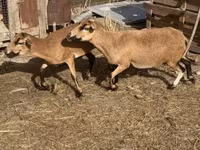 كبش, Cameroon sheep — الصورة 2