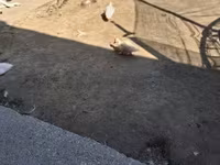 Ducks — Foto 2