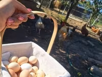 Chickens — Foto 3