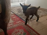 雄ヤギ, Alpine goat — 写真 3