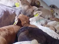 牛只（批次，未指定性别）, Cattle — 照片 1