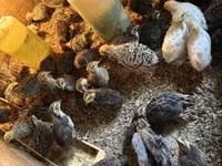 Quails — foto 1
