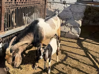 Jarac, Nubian Goat — fotografija 4