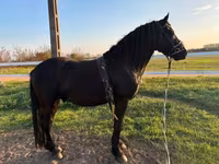 حصان, Friesian — الصورة 4