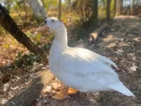 Ducks — 照片 1