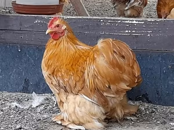 Pekin Bantam