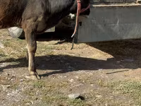 Cow, Alatau breed — photo 1