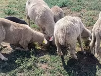 公羊, Merino sheep — 照片 7