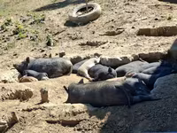 Knur — zdjęcie 8