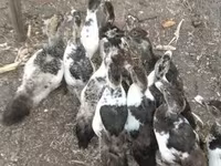 Ducks — fotografija 7