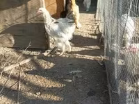 Brahma — photo 2