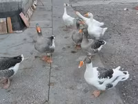 Geese — 写真 2