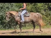 Kobila, Kentucky mountain daddle horse — fotografija 4
